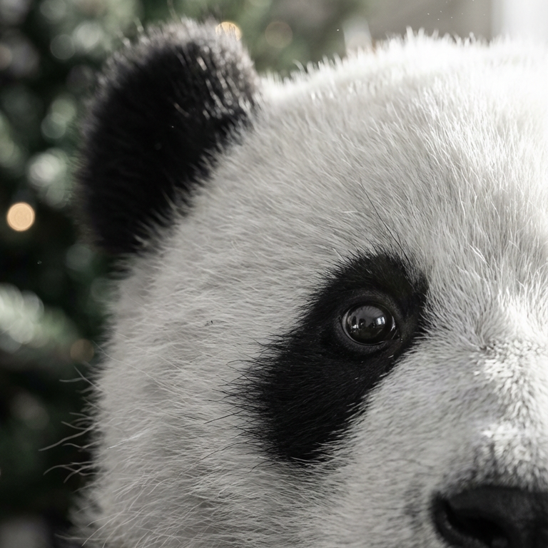 Schulungen & Workshops – Panda Close-up Kreativer Avatar als Beispiel für Workshops zu KI-Avataren, Content Creation und Social Media Strategien